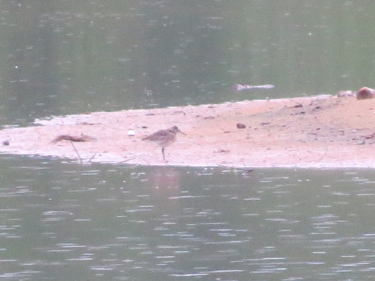 Greater Yellowlegs - ML157096451