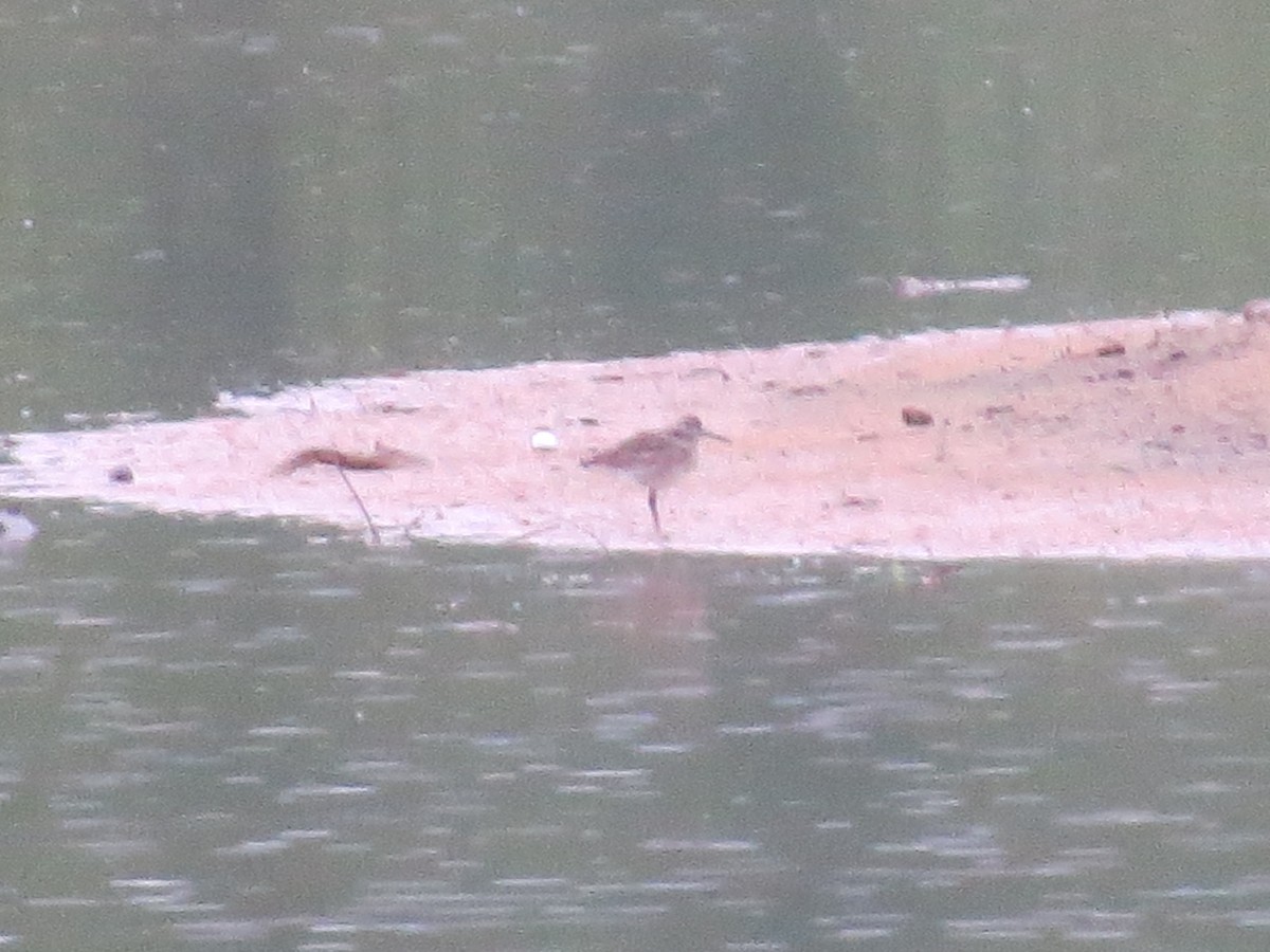 Greater Yellowlegs - ML157096461