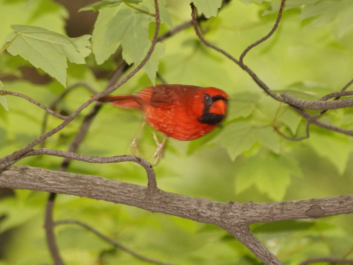Northern Cardinal - ML157096631