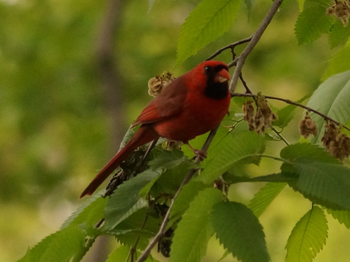 Northern Cardinal - ML157096671