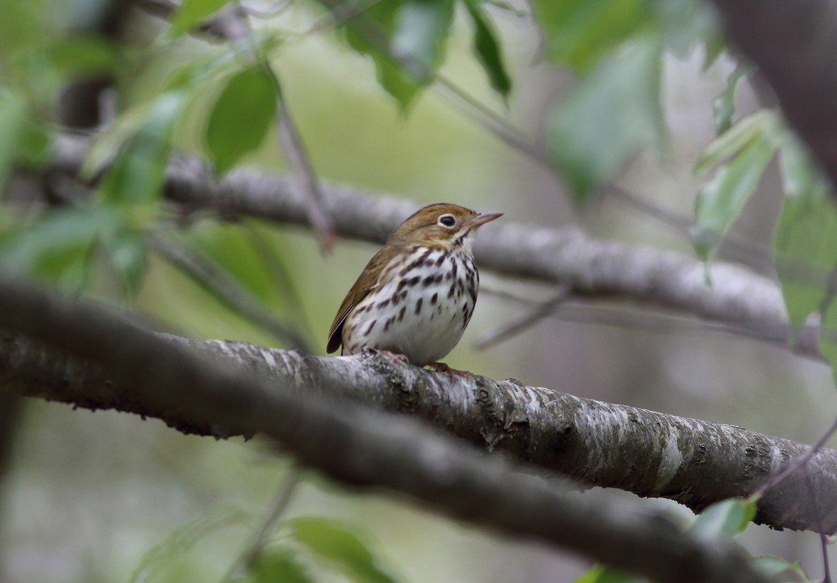 Ovenbird - ML157097731