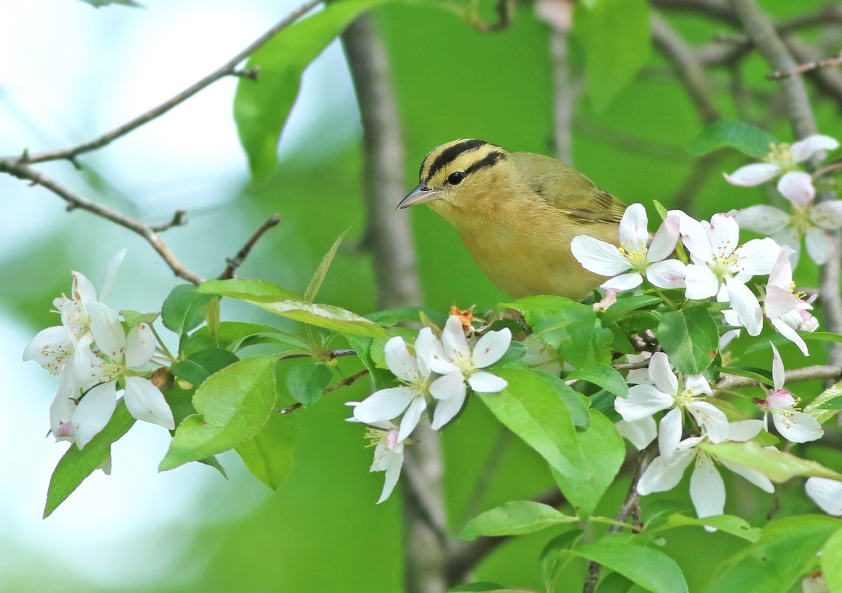 Worm-eating Warbler - ML157097941