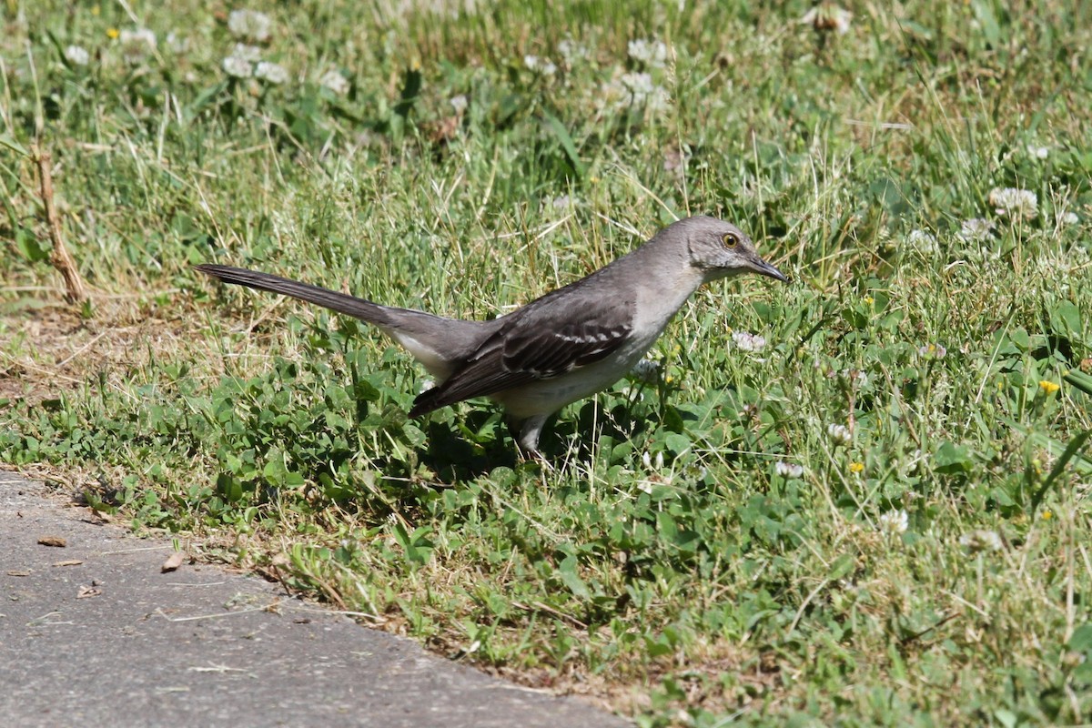 Northern Mockingbird - ML157098661