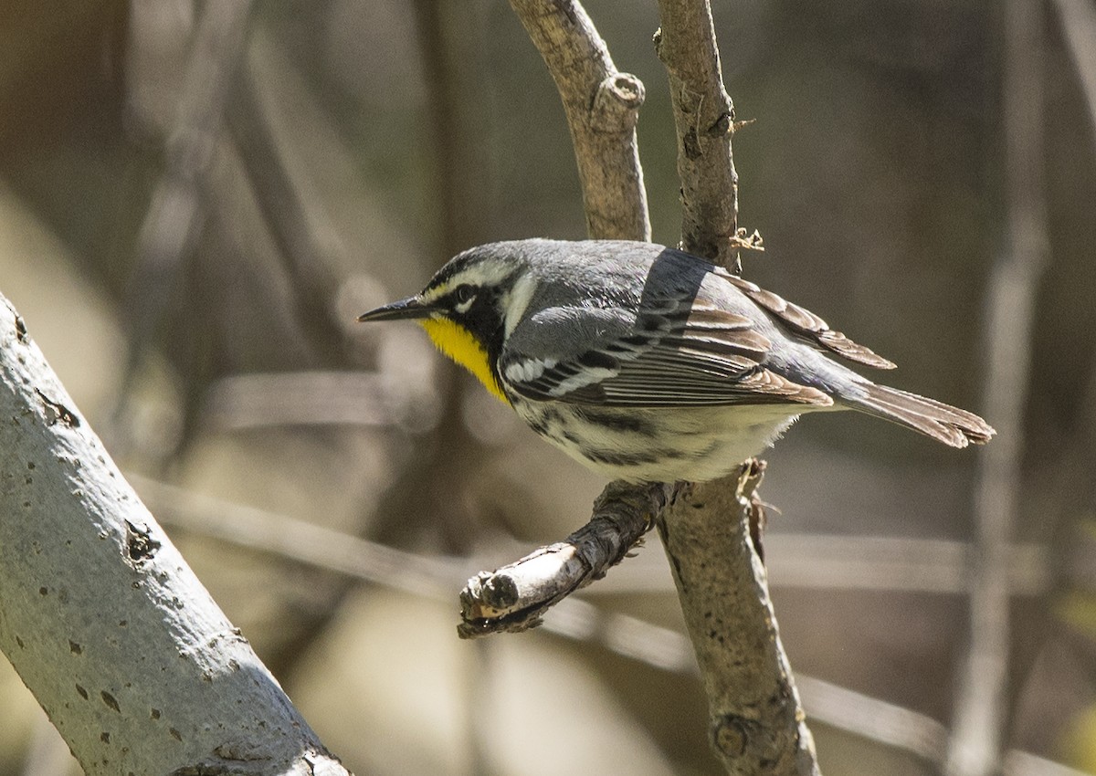 Yellow-throated Warbler - Willie D'Anna