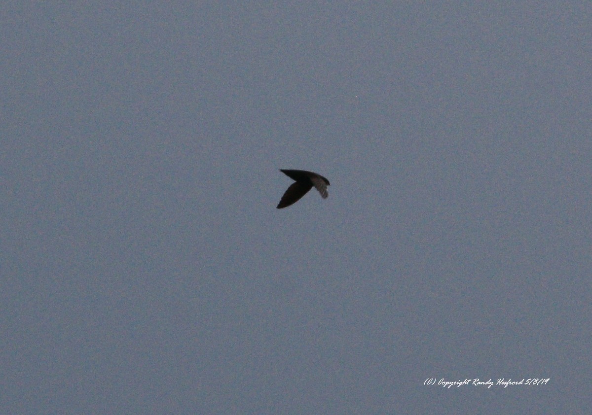 Chimney Swift - ML157100911