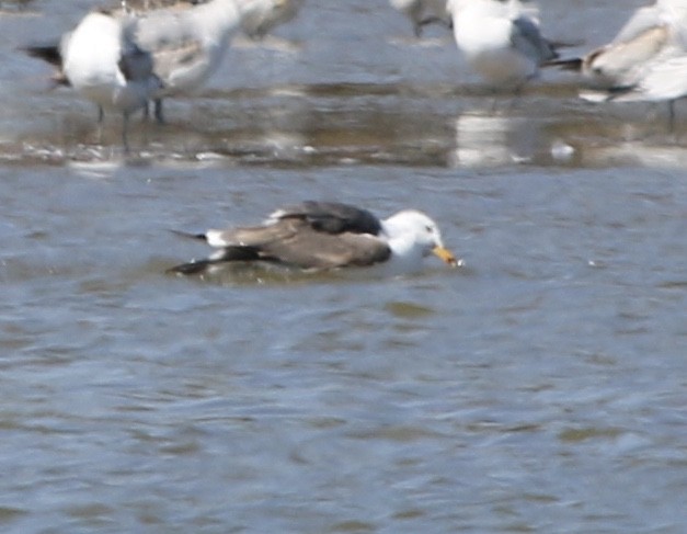 Great Black-backed Gull - ML157101791