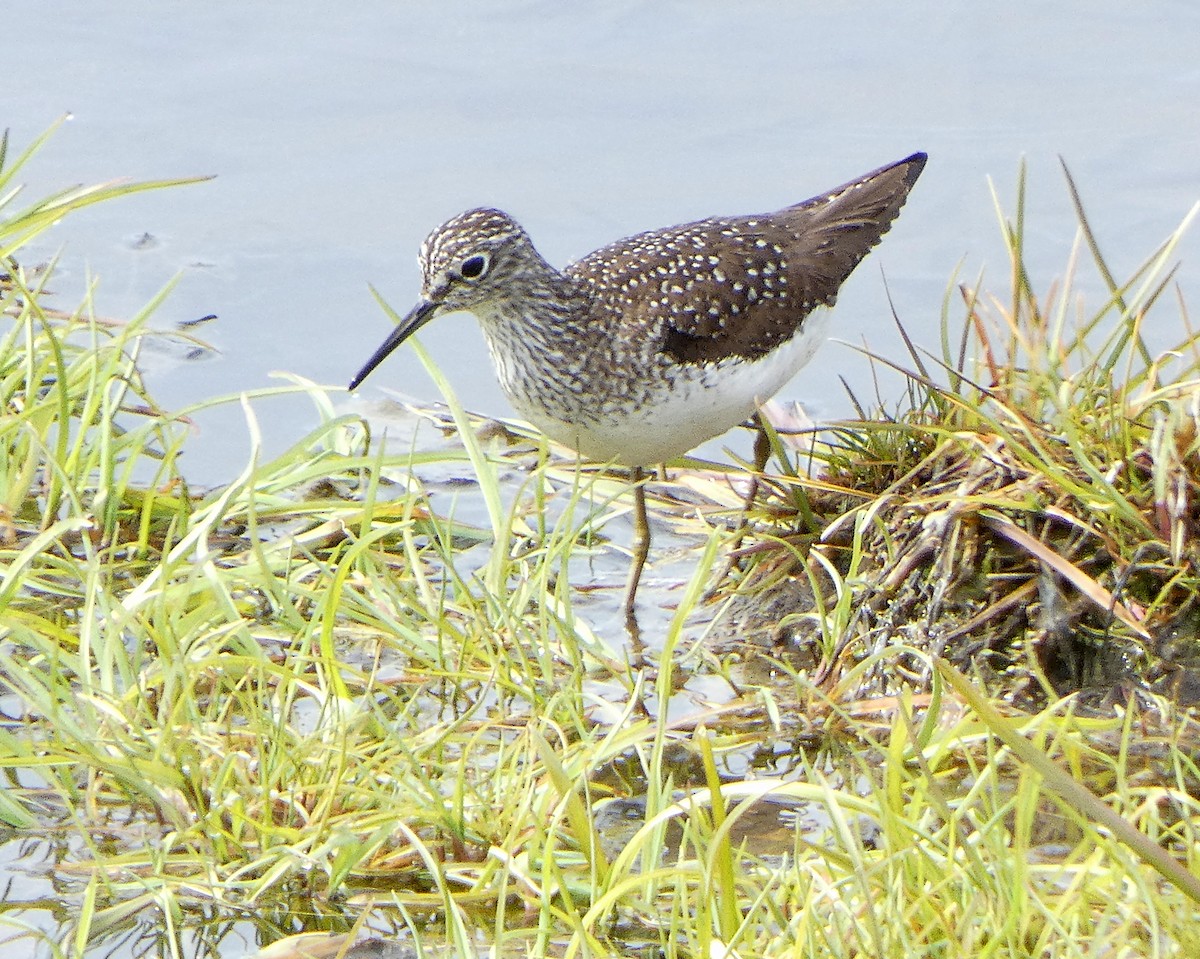 Solitary Sandpiper - Randall M