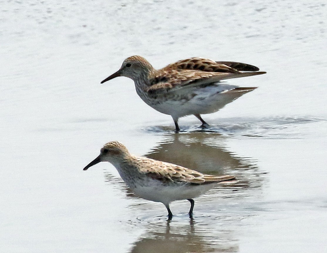 White-rumped Sandpiper - ML157102411