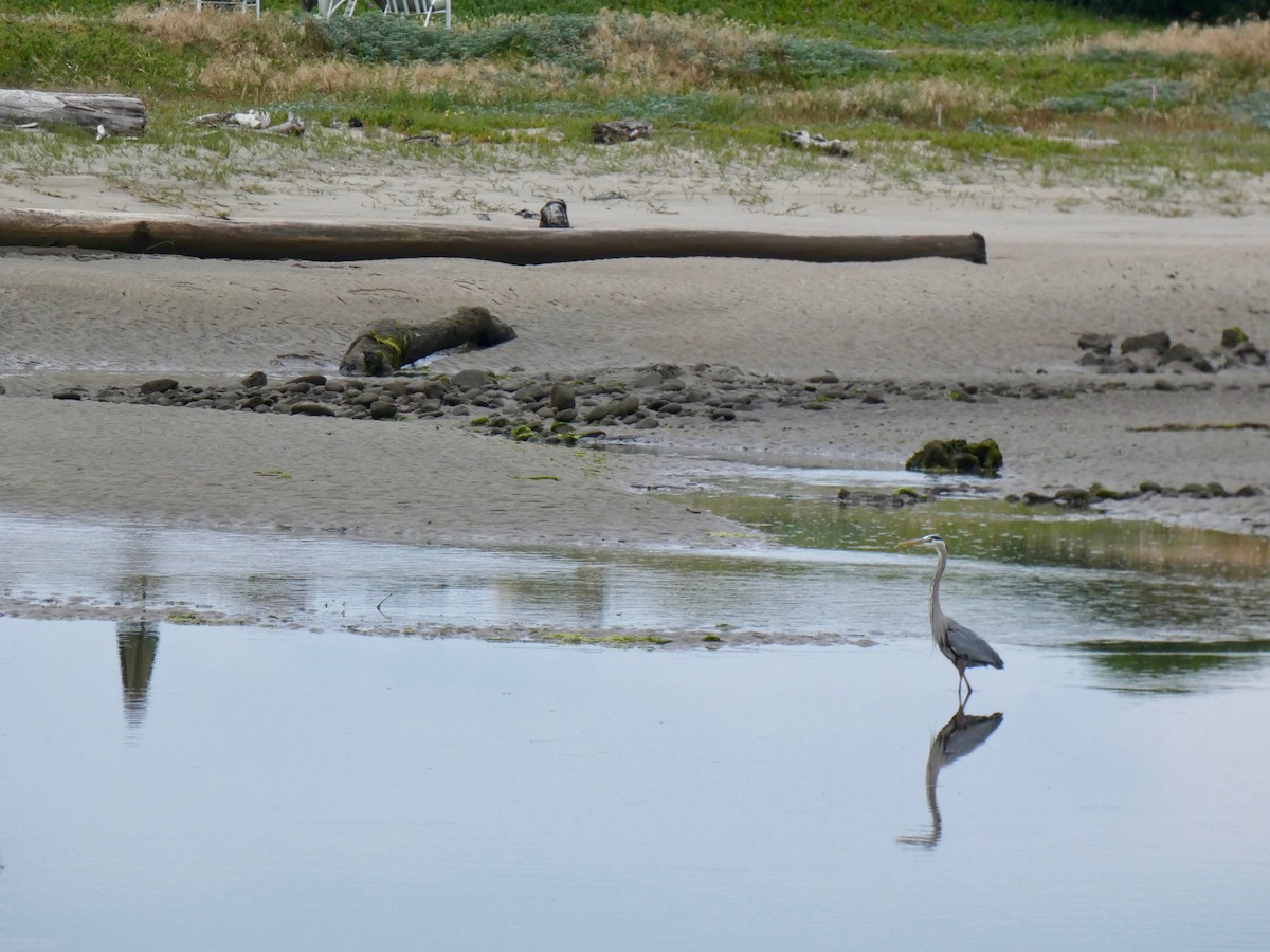 Great Blue Heron - ML157103141