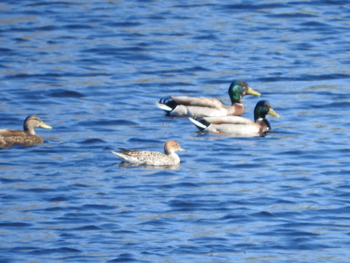 Northern Pintail - Jeff Cherry