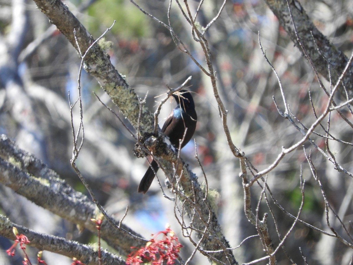 Common Grackle - ML157103901