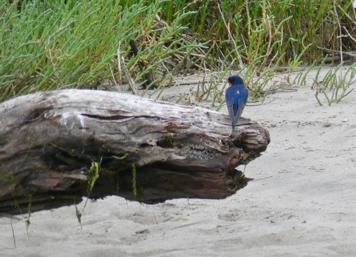 Golondrina Común - ML157103921