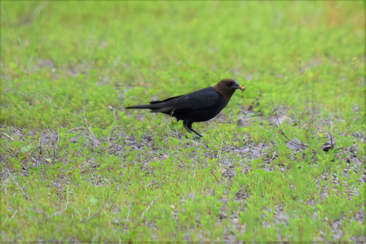 Brown-headed Cowbird - ML157104091