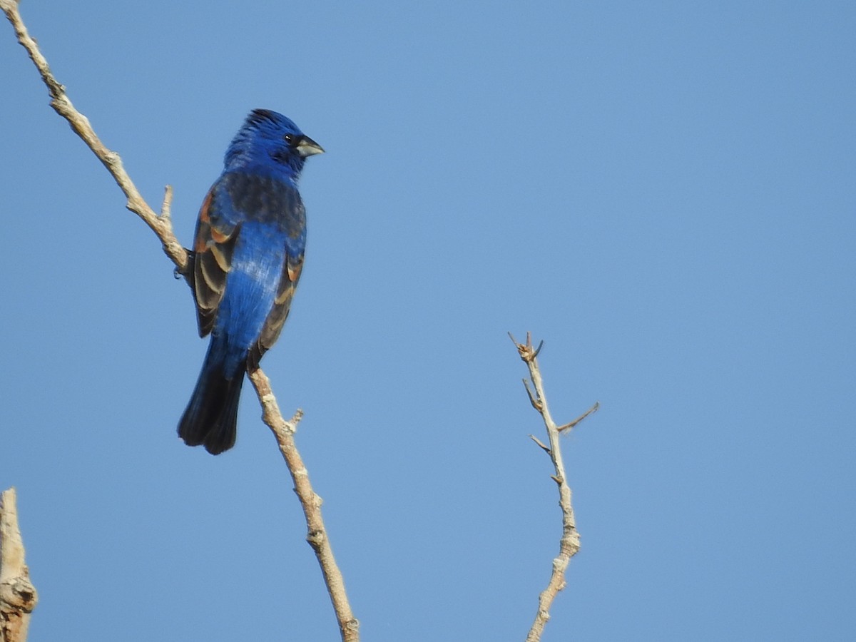 Blue Grosbeak - ML157105151