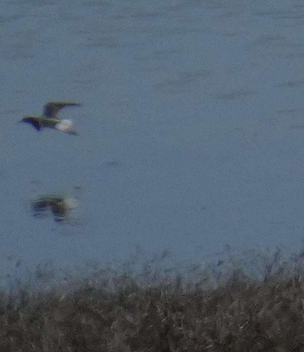 Common Greenshank - ML157105781