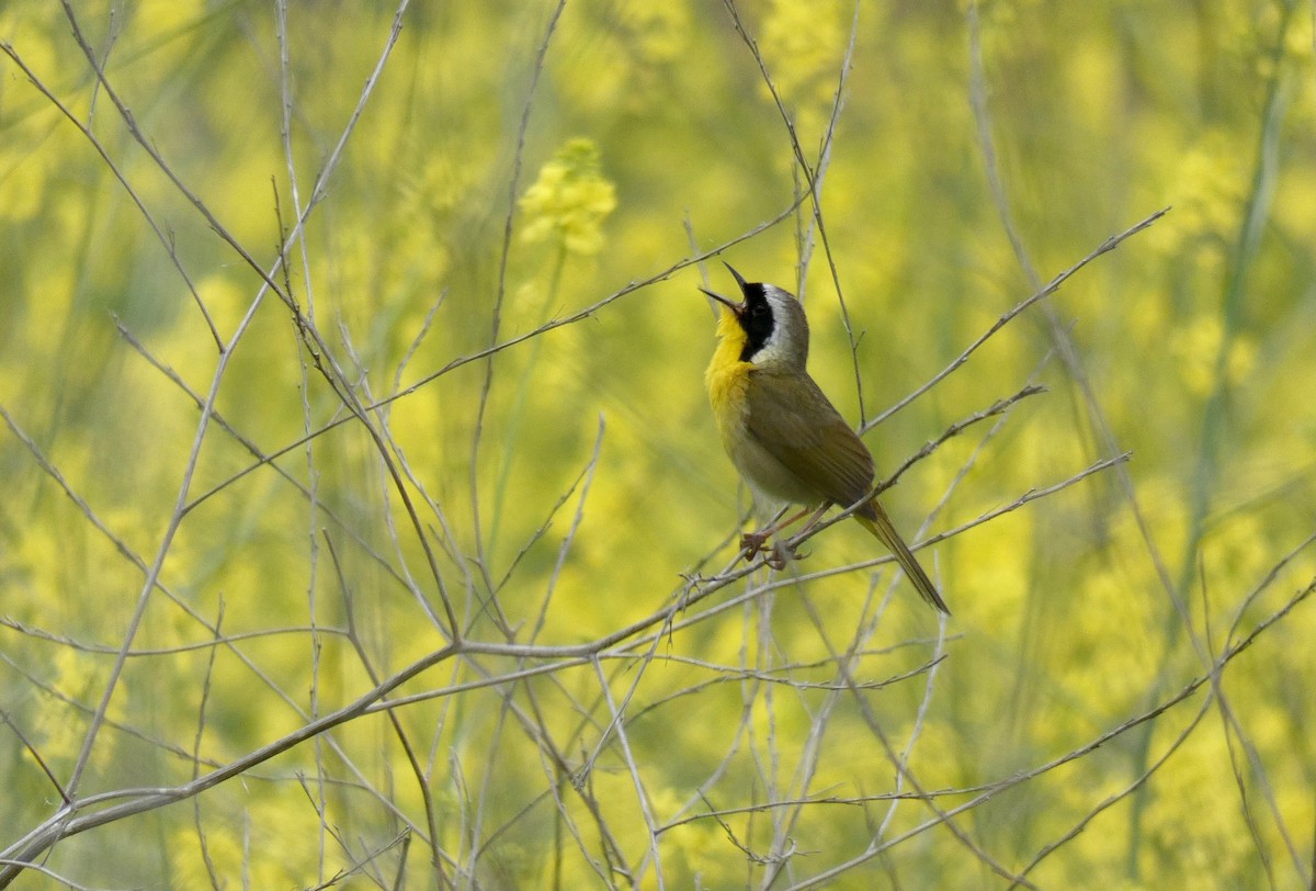 Common Yellowthroat - ML157105871