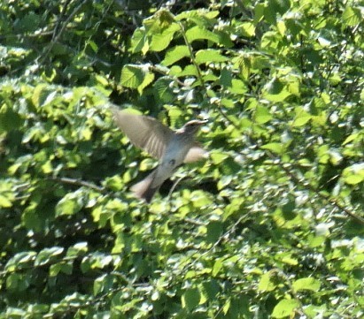 Spotted Flycatcher - ML157105901