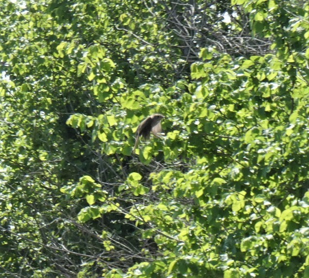 Spotted Flycatcher - ML157105911