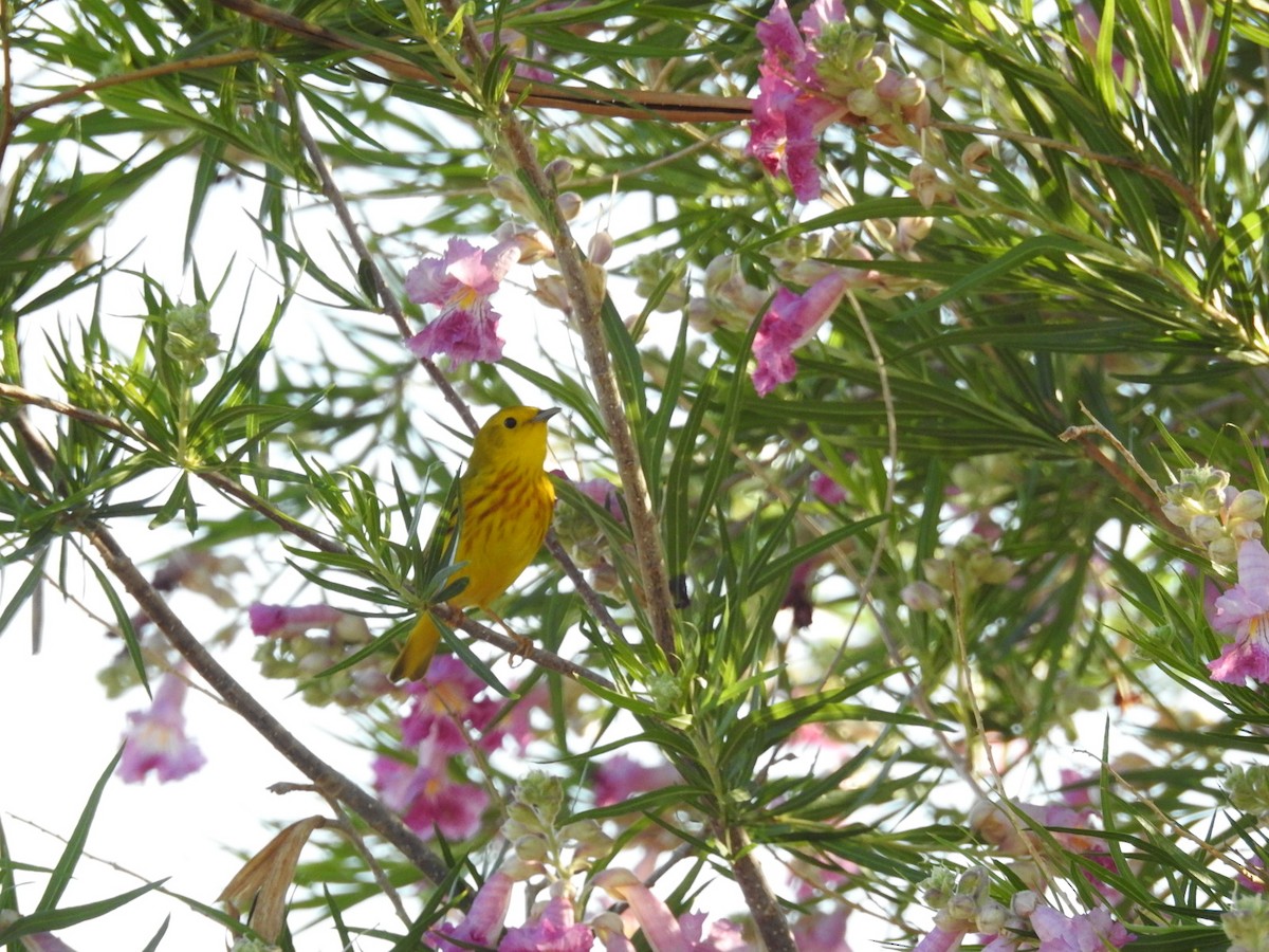 Paruline jaune - ML157106281