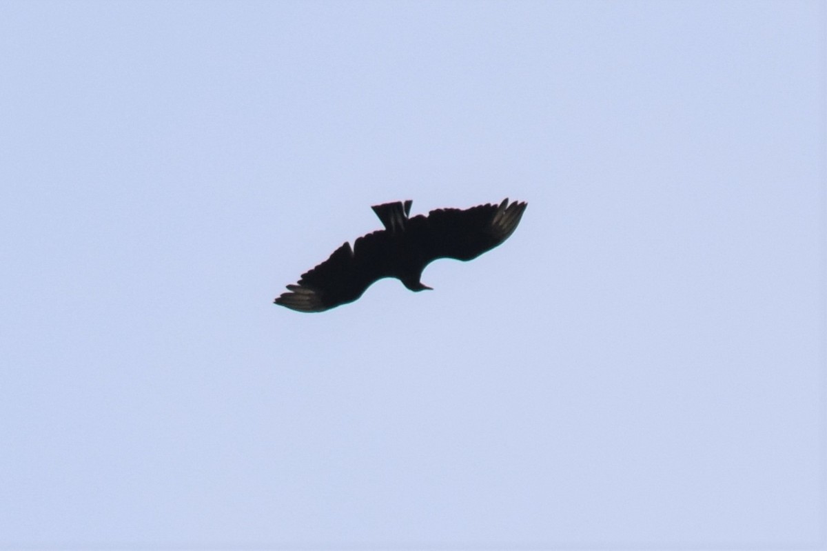 Black Vulture - ML157106451