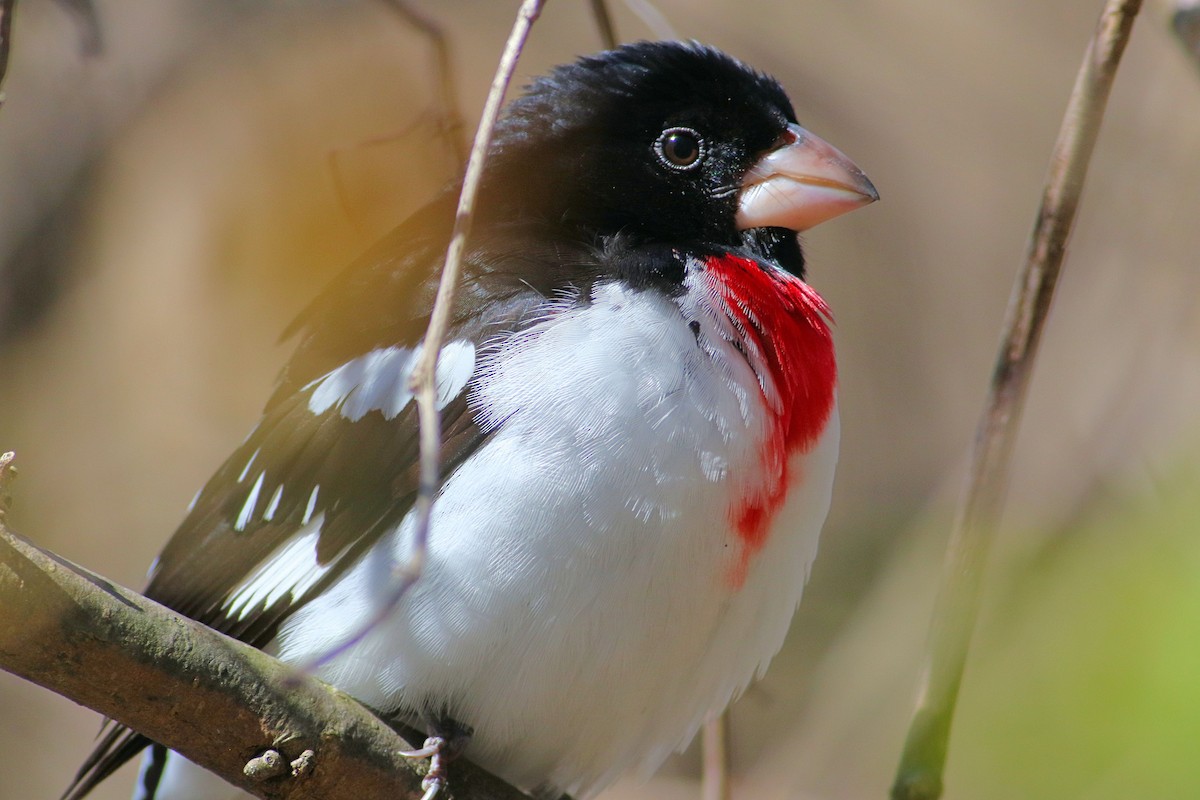 Rose-breasted Grosbeak - ML157108161