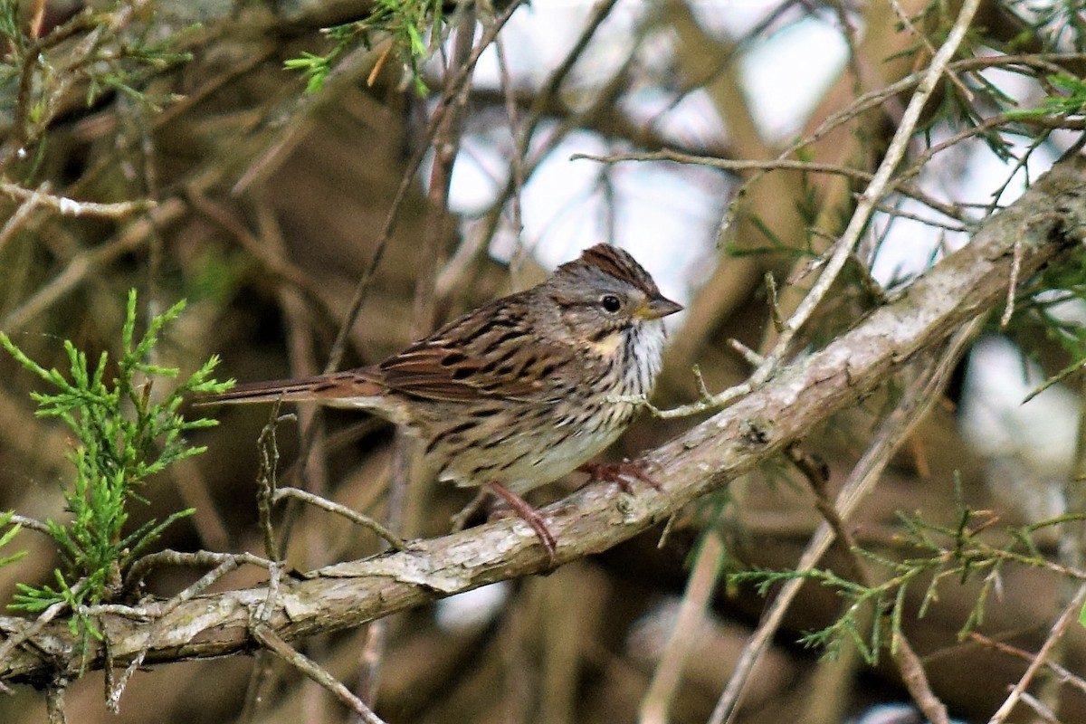 Lincoln's Sparrow - ML157108201