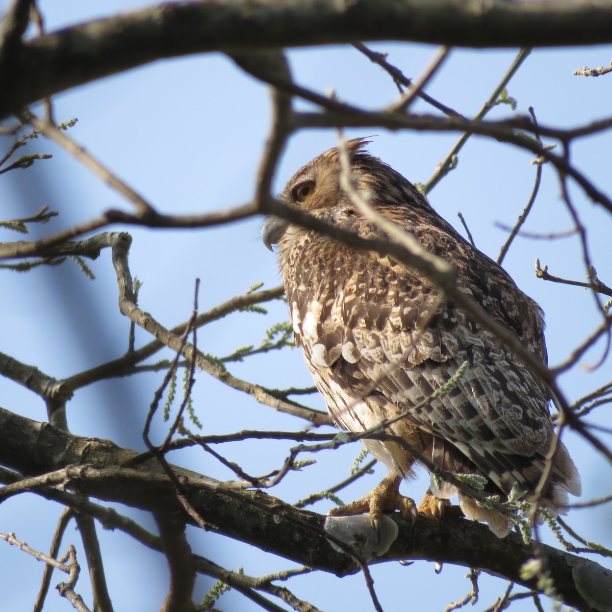 Brown Fish-Owl - ML157109301