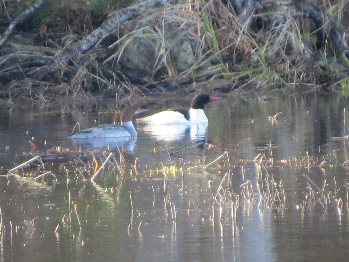 Common Merganser - ML157109421