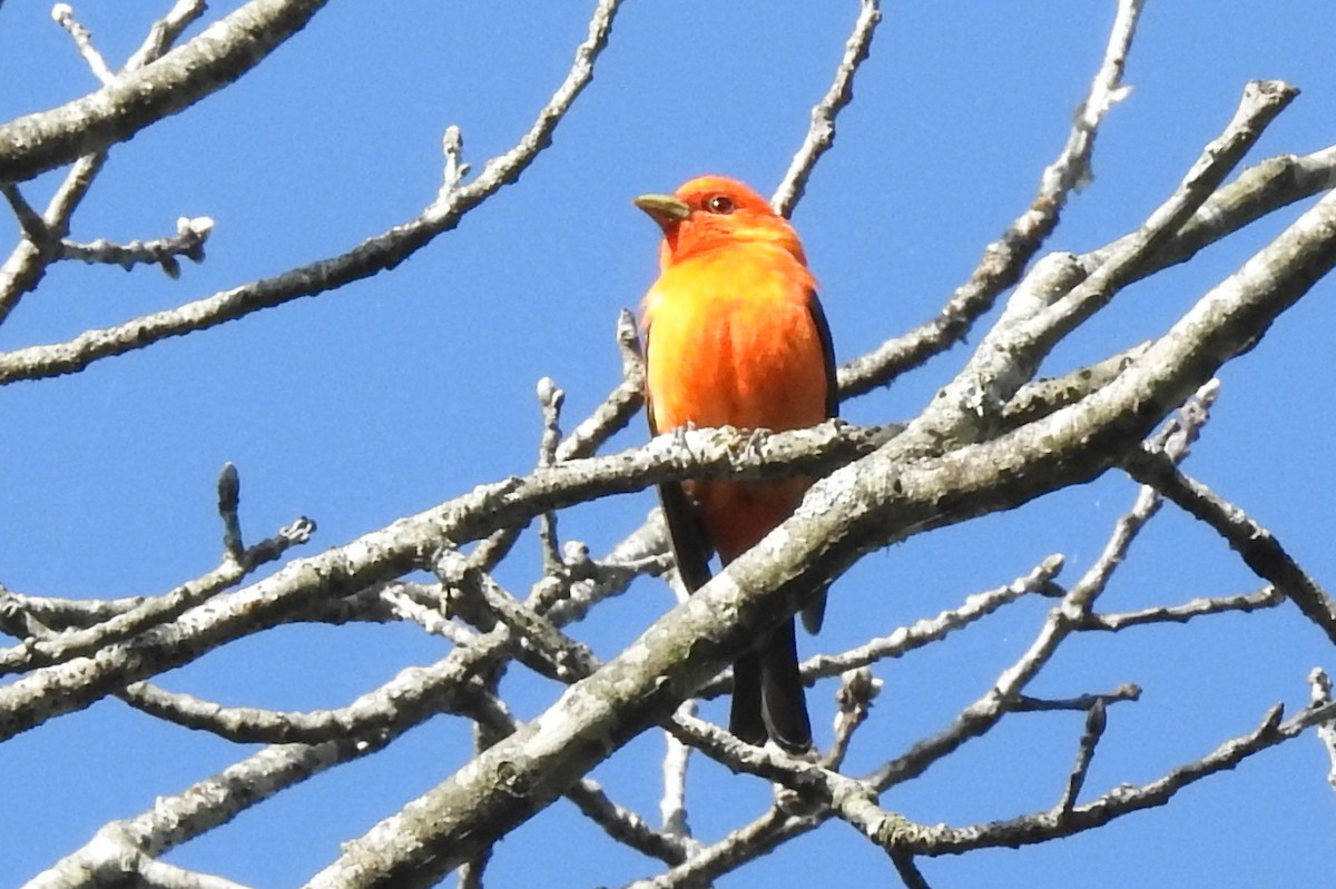 Scarlet Tanager - ML157110251