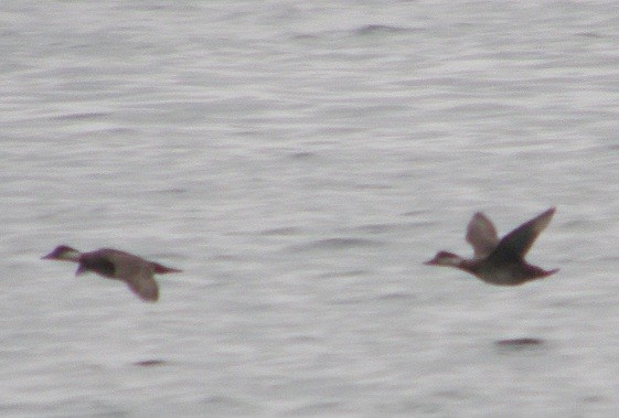 Common Scoter - Nelson Fonseca