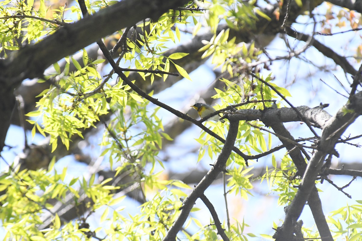 Northern Parula - ML157110861