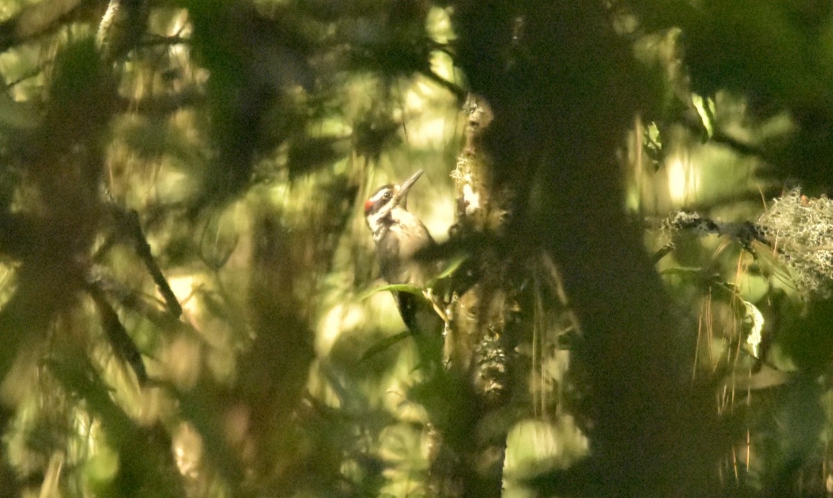 Hairy Woodpecker - ML157111241