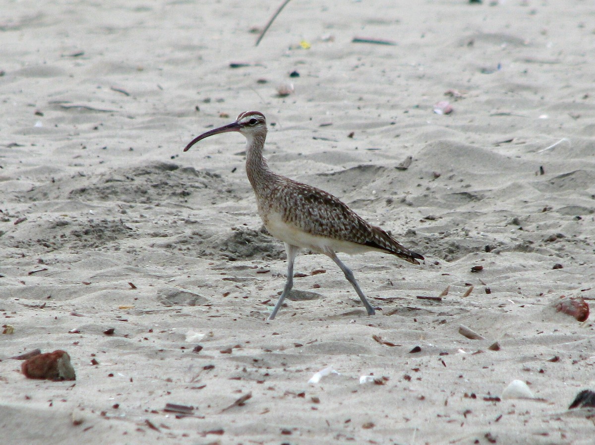 Whimbrel - Hector Cadena