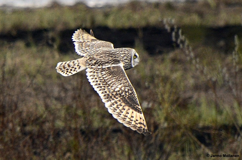 Short-eared Owl - ML157112831