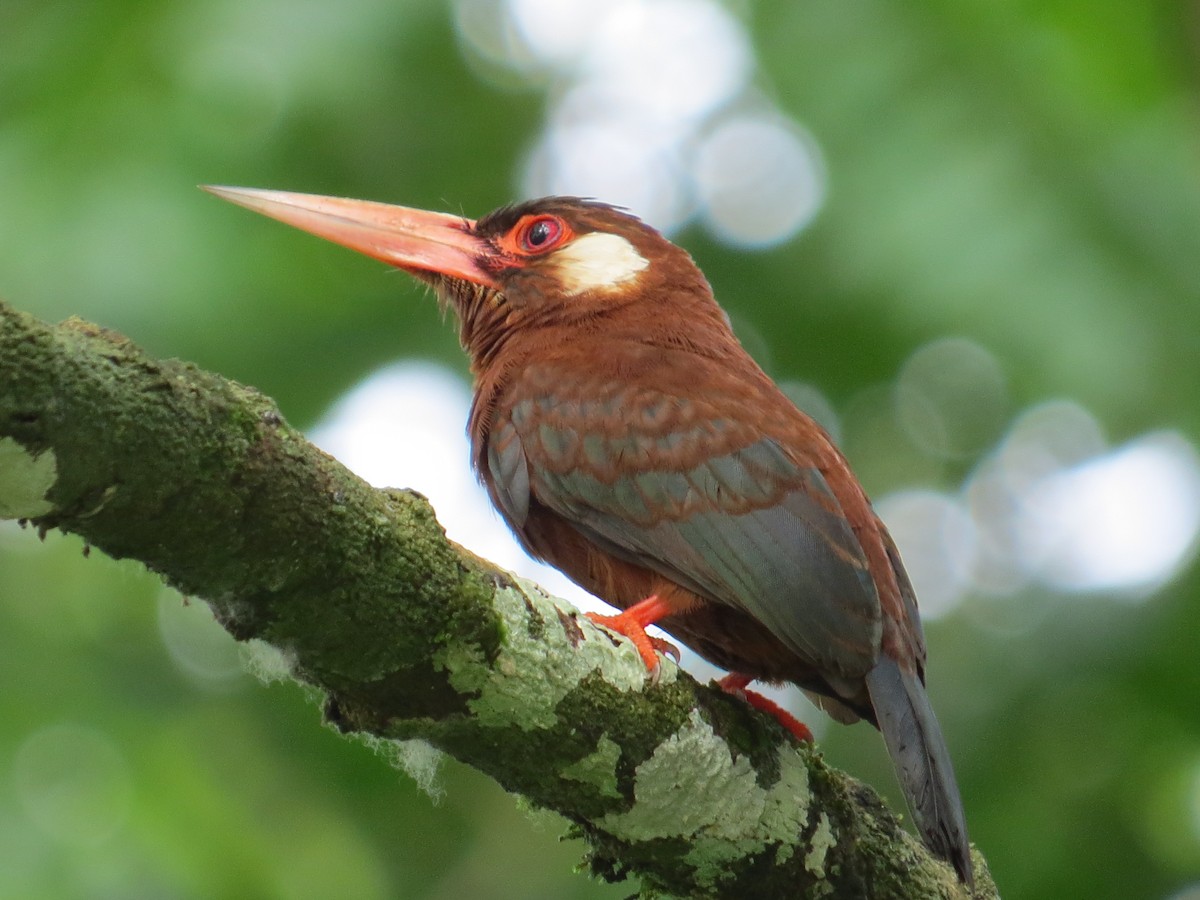 White-eared Jacamar - ML157113921