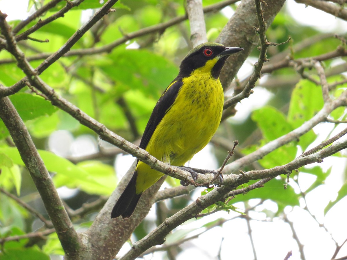 Yellow-bellied Dacnis - ML157114651