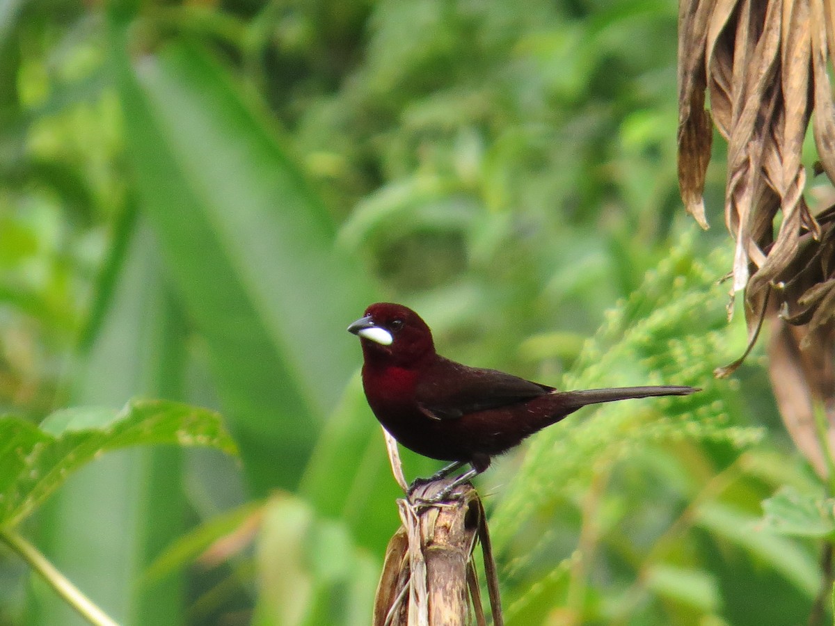 Silver-beaked Tanager - ML157114911