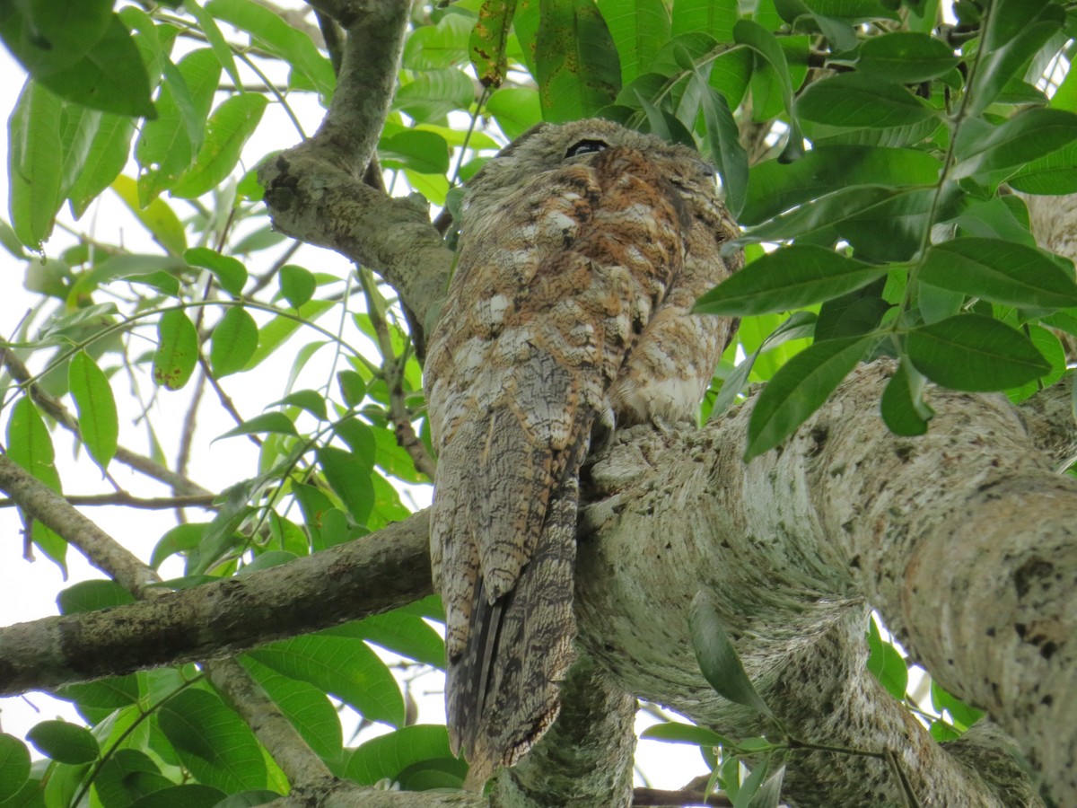 Great Potoo - ML157115891