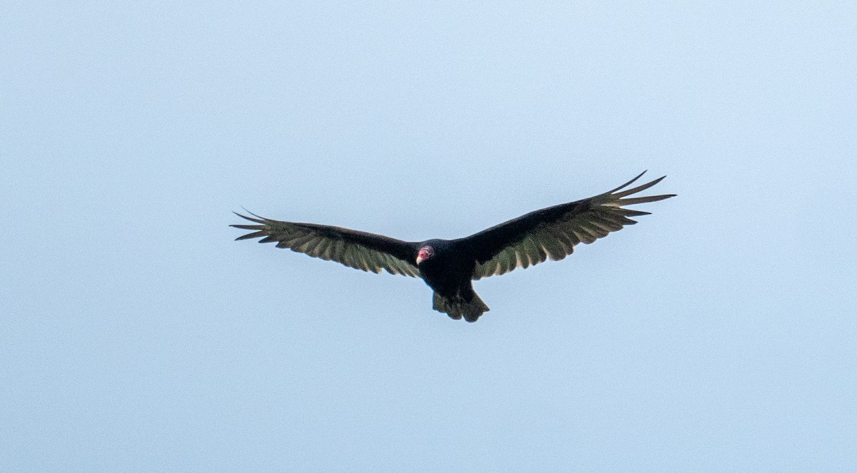 Turkey Vulture - ML157119011