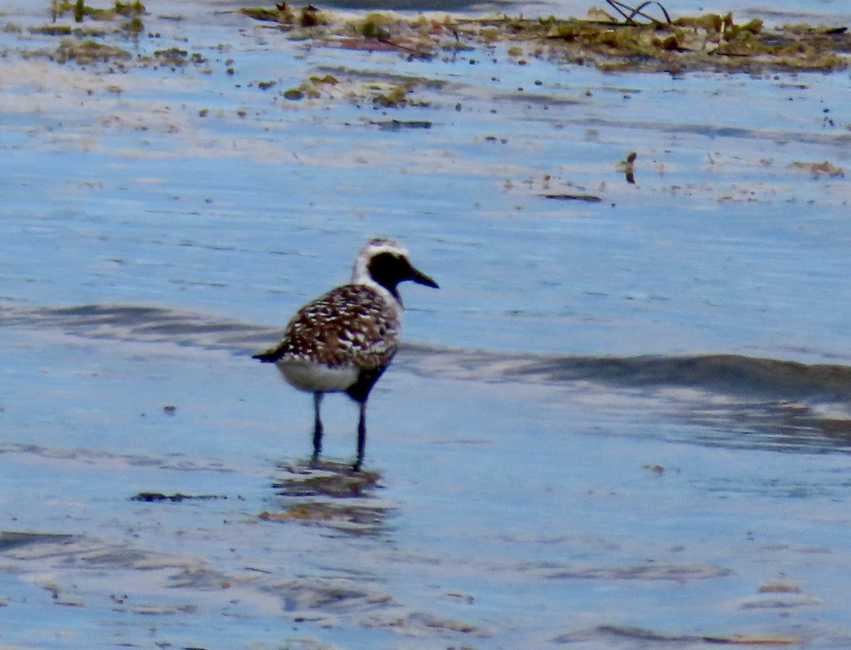 Black-bellied Plover - ML157121641