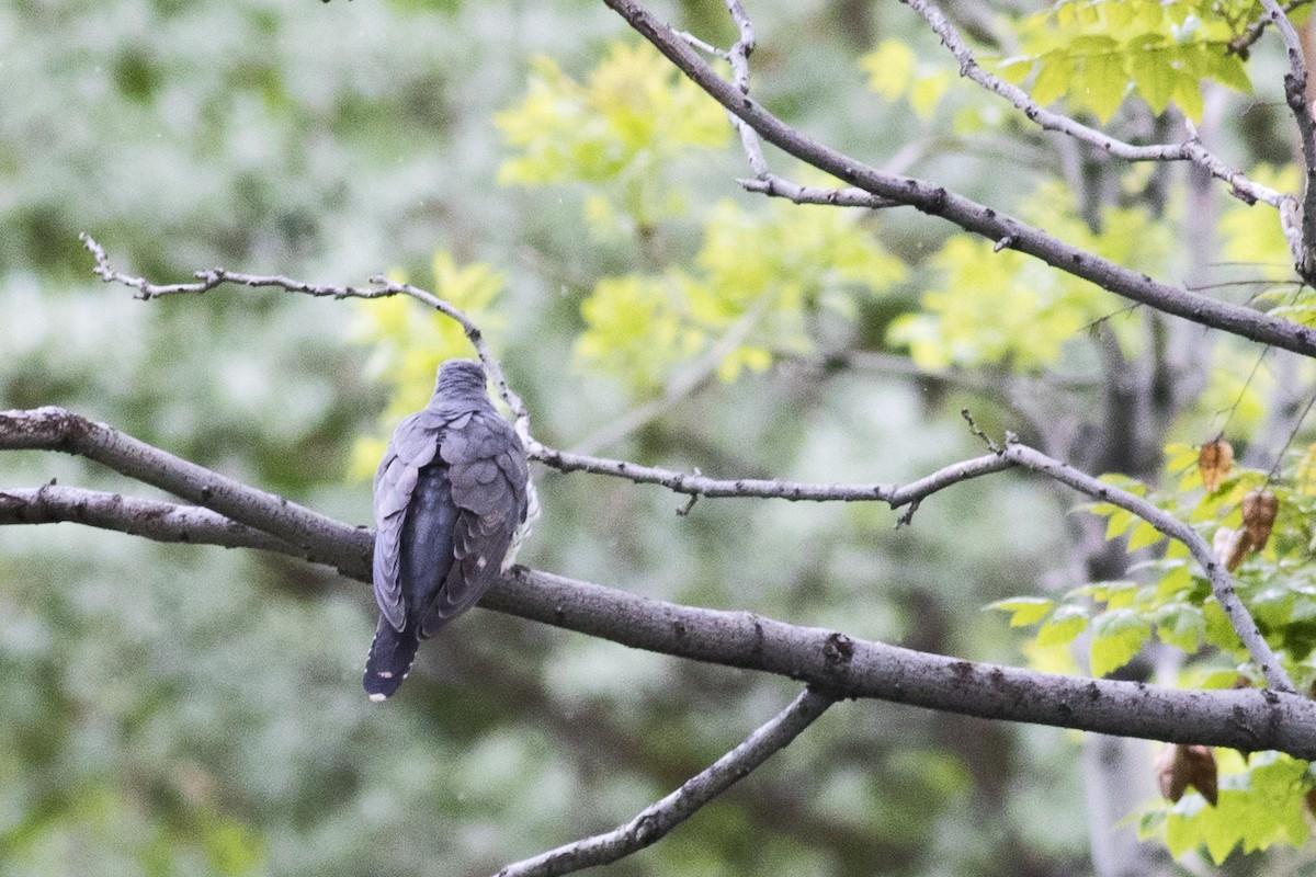 Common Cuckoo - ML157124391