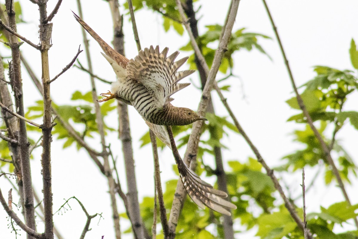 Common Cuckoo - Emin Yogurtcuoglu