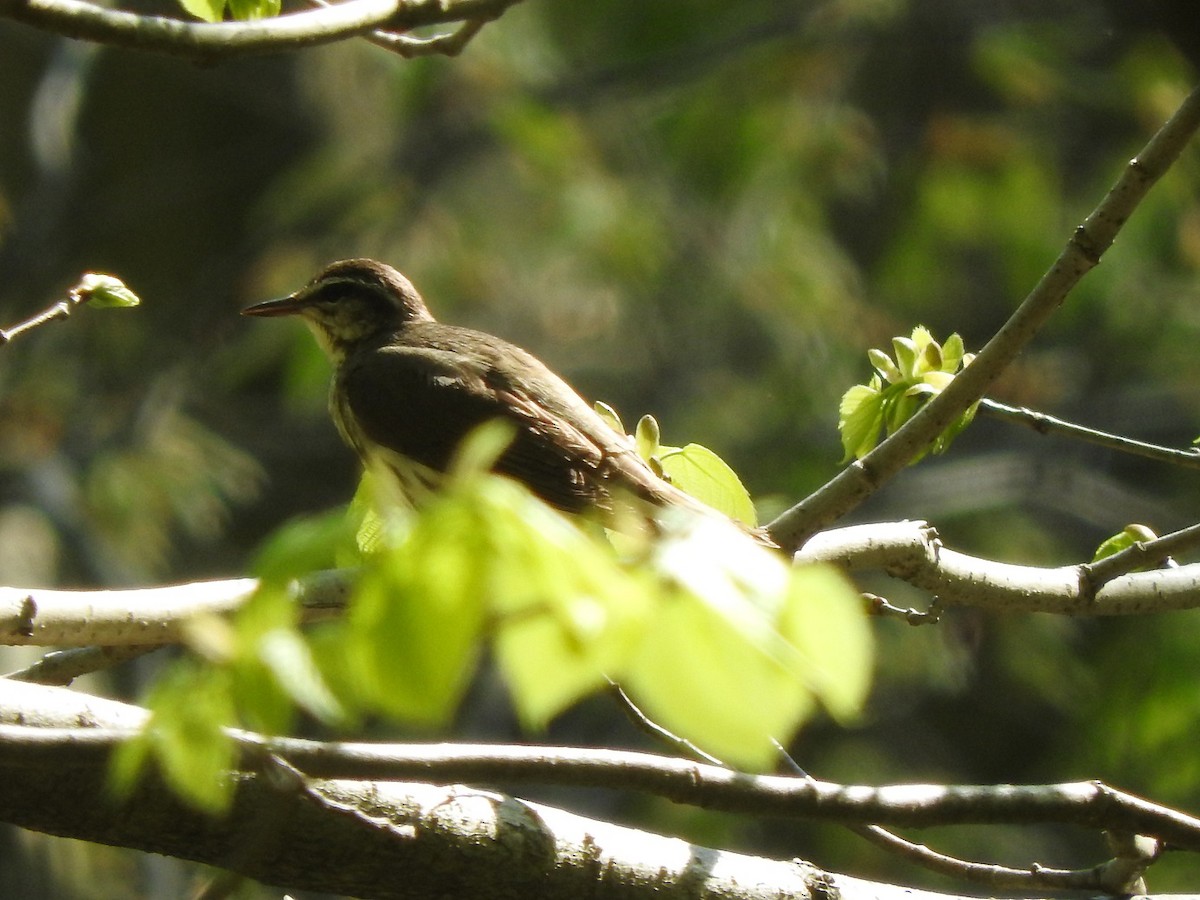 Louisiana Waterthrush - ML157126651