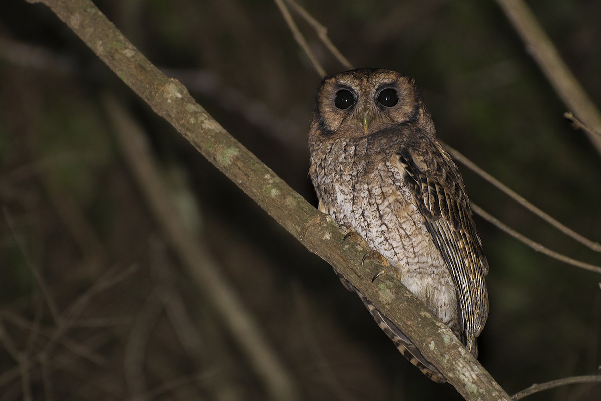 Black-capped Screech-Owl - ML157126681