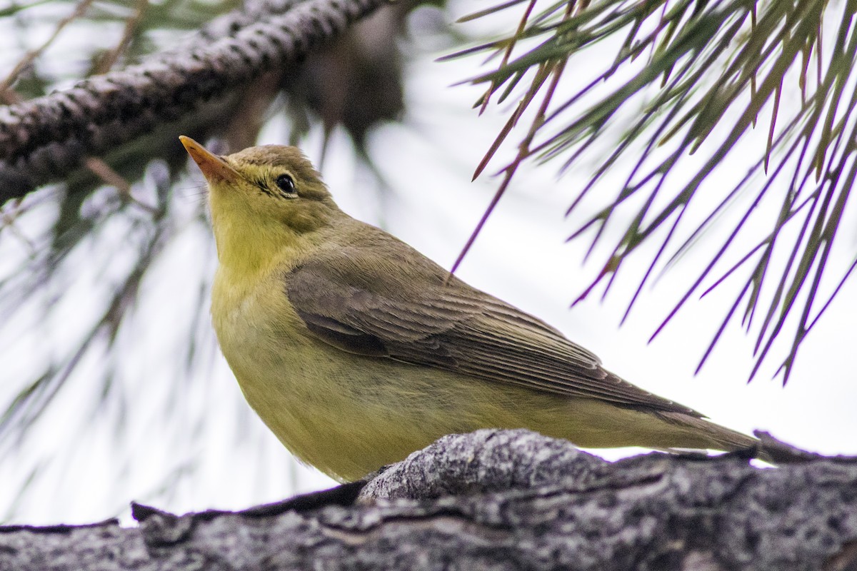 Icterine Warbler - Emin Yogurtcuoglu