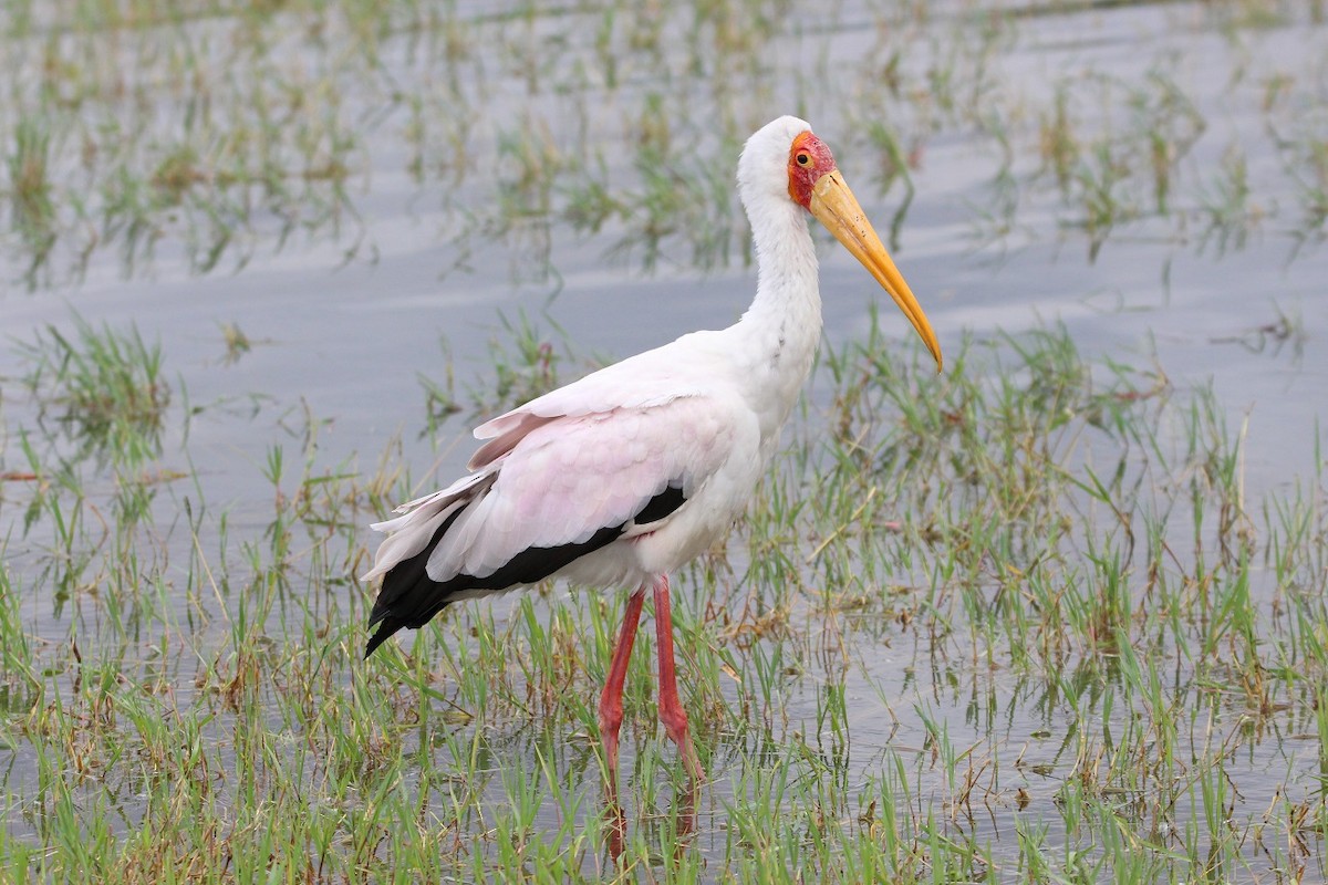 Yellow-billed Stork - ML157129761