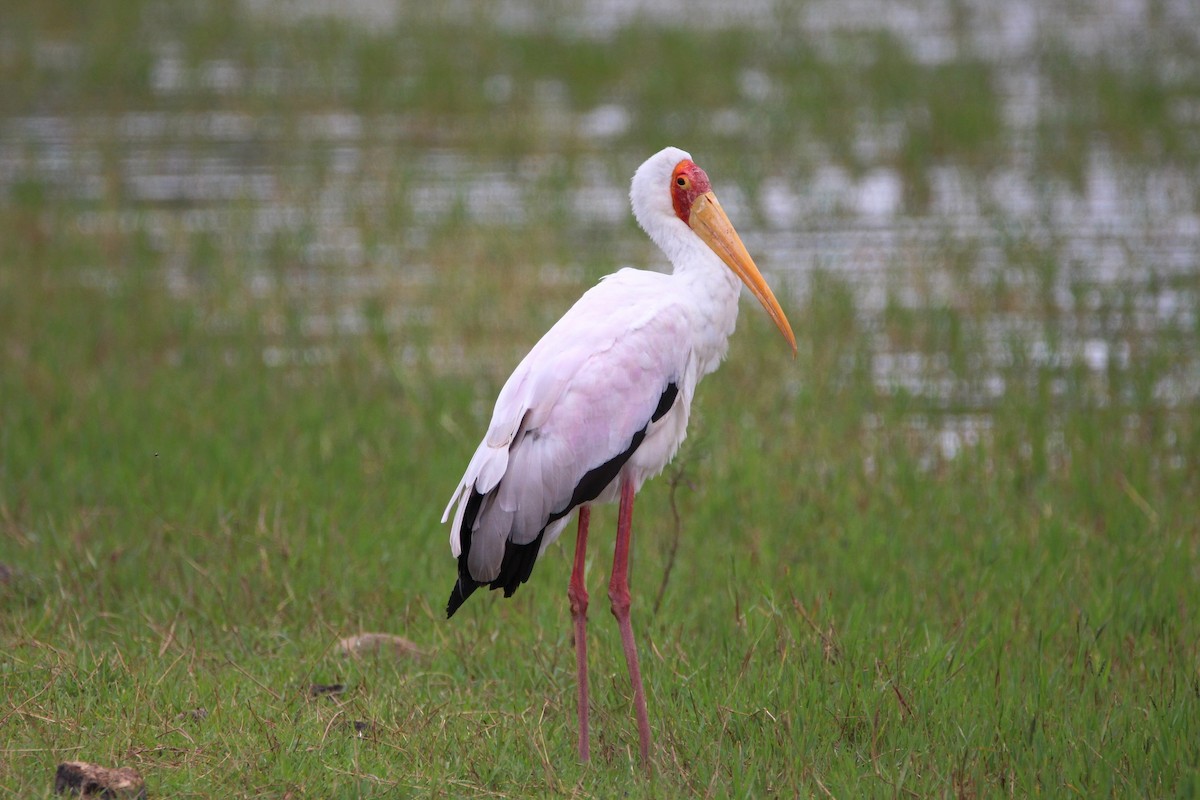 Yellow-billed Stork - ML157129771