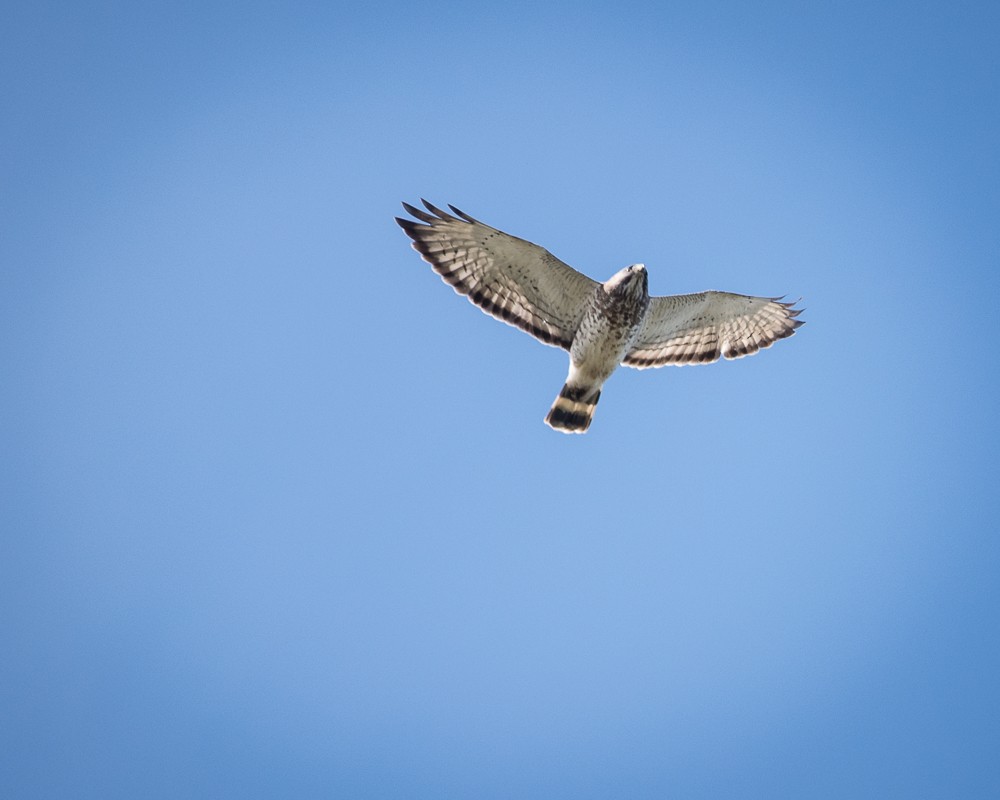 Broad-winged Hawk - JW  Mills