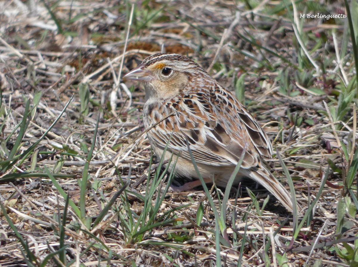 Grasshopper Sparrow - ML157131201