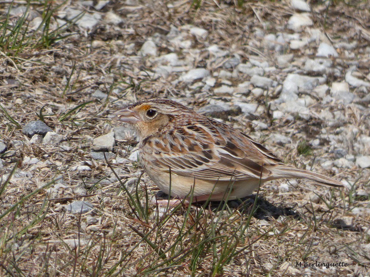 Grasshopper Sparrow - ML157131261